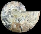 Cut Ammonite Fossil (Half) - Agatized #47742-1